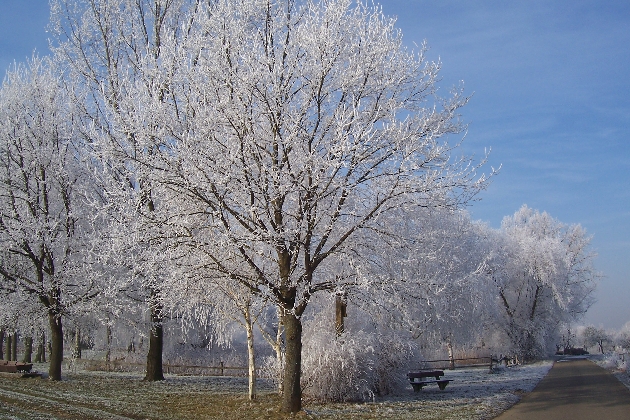 Bild 003.jpg - Winter im Naturschutzgebiet Taubergießen beim Europa-Park Rust